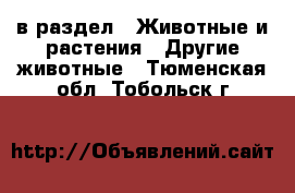  в раздел : Животные и растения » Другие животные . Тюменская обл.,Тобольск г.